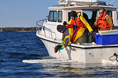 tagging sturgeon