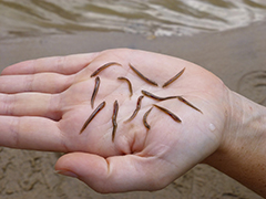 American eels killed by hydroelectric turbines