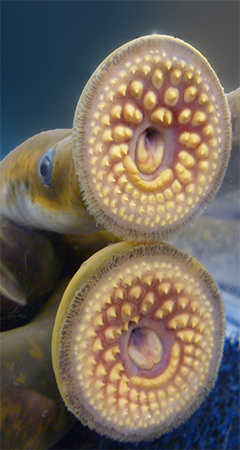 2 lamprey mouths