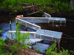 Side by side sea lamprey traps in a great lakes tributary evaluating use of pheromones to increase trapping rate.