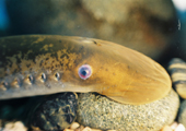 Sea Lamprey Eye