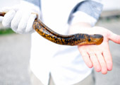 Rope Tissue Visible on Male Sea Lamprey