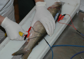 Fisheries Research