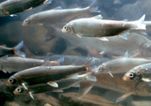 School of Whitefish