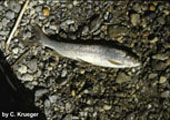 Arctic Grayling