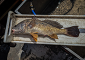 Sheepshead 