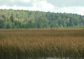 Indian River Marsh